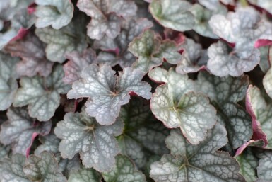 Heuchère Heuchera 'Regina' 5-10 Pot 9x9 cm (P9) Heuchera 'Regina'