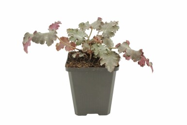 Heuchère Heuchera 'Stormy Seas' 5-10 Pot 9x9 cm (P9)