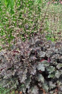 Heuchère Heuchera 'Stormy Seas' 5-10 Pot 9x9 cm (P9)