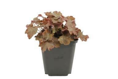 Heuchère pourpre Heuchera micrantha 'Palace Purple' 5-10 Pot 9x9 cm (P9) Heuchera micrantha 'Palace Purple'