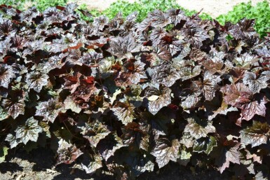 Heuchère pourpre Heuchera micrantha 'Palace Purple' 5-10 Pot 9x9 cm (P9)