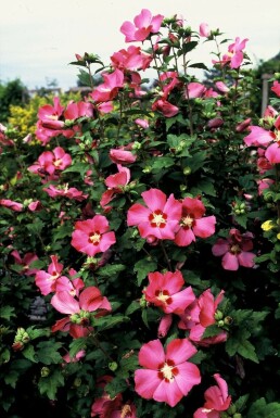 Ketmie de syrie Hibiscus syriacus 'Woodbridge' Arbuste 20-30 Pot 2 l (C2)