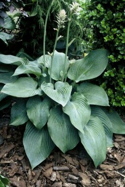 Funkia Hosta 'Blue Angel' 5-10 Pot 9x9 cm (P9) Hosta 'Blue Angel'