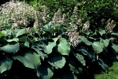 Funkia Hosta 'Blue Angel' 5-10 Pot 9x9 cm (P9)