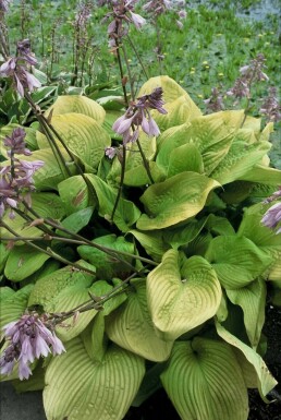 Funkia Hosta 'Sum and Substance' 5-10 Pot 9x9 cm (P9) Hosta 'Sum and Substance'