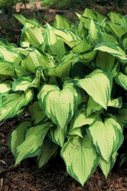 Funkia Hosta fortunei 'Albopicta' 5-10 Pot 9x9 cm (P9) Hosta fortunei 'Albopicta'