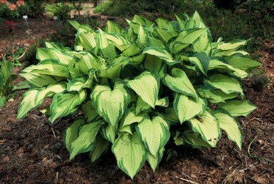 Funkia Hosta fortunei 'Albopicta' 5-10 Pot 9x9 cm (P9) Hosta fortunei 'Albopicta'
