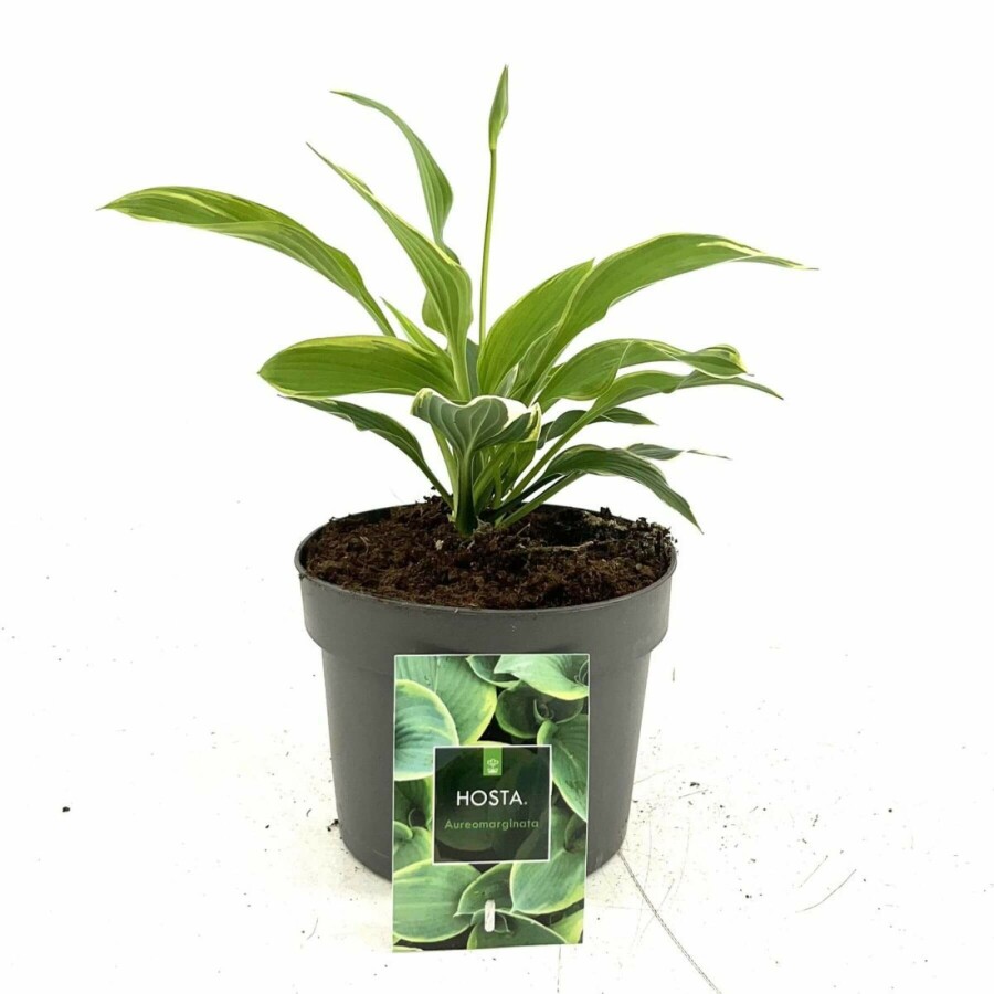 Funkia Hosta fortunei 'Aureomarginata' 10-15 Pot 2 l (C2) Hosta fortunei 'Aureomarginata'