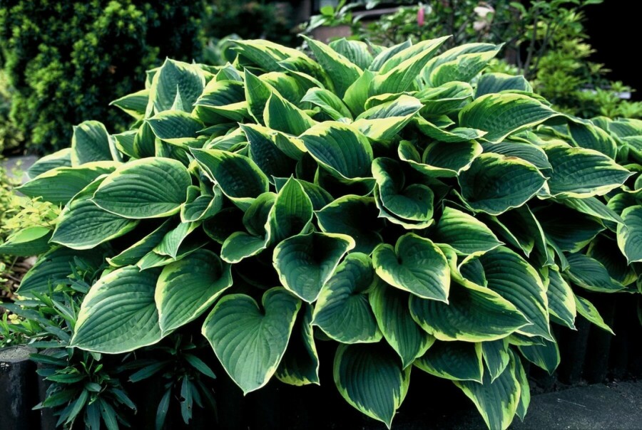 Funkia Hosta fortunei 'Aureomarginata' 5-10 Pot 9x9 cm (P9) Hosta fortunei 'Aureomarginata'