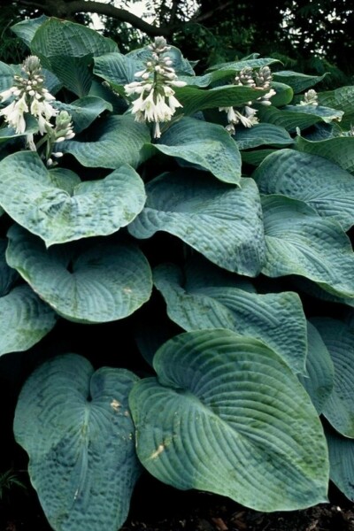 Hosta bleu Hosta sieboldiana 'Elegans' 5-10 Pot 9x9 cm (P9) Hosta sieboldiana 'Elegans'