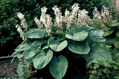 Hosta bleu Hosta sieboldiana 'Elegans' 5-10 Pot 9x9 cm (P9)