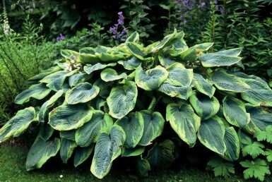 Hosta bleu Hosta sieboldiana 'Frances Williams' 5-10 Pot 9x9 cm (P9) Hosta sieboldiana 'Frances Williams'