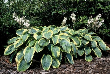 Hosta bleu Hosta sieboldiana 'Frances Williams' 5-10 Pot 9x9 cm (P9) Hosta sieboldiana 'Frances Williams'