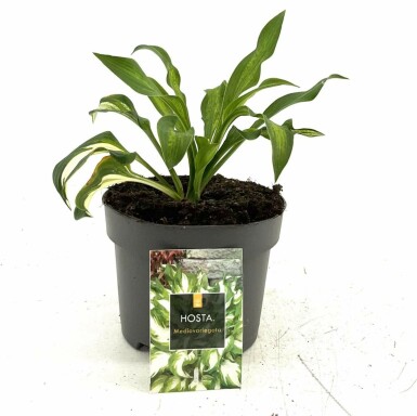 Funkia Hosta undulata 'Mediovariegata' 10-15 Pot 2 l (C2) Hosta undulata 'Mediovariegata'