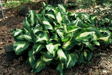 Funkia Hosta undulata 'Mediovariegata' 5-10 Pot 9x9 cm (P9) Hosta undulata 'Mediovariegata'