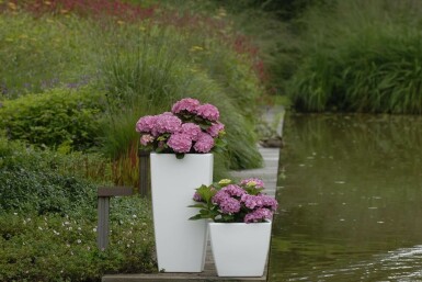 Hydrangelle hortensia Hydrangea macrophylla 'Forever & Ever® Pink' Arbuste 30-40 Pot 5 l (C5)