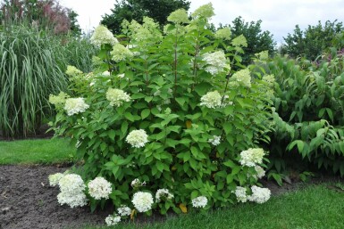 Hortensia paniculé Hydrangea paniculata 'Limelight' Arbuste 30-40 Pot 10 l (C10)