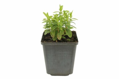 Millepertuis calycinal Hypericum calycinum 5-10 Pot 9x9 cm (P9) Hypericum calycinum