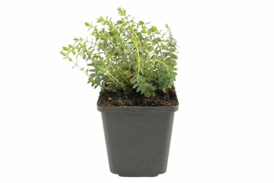 Millepertuis du mont Olympe Hypericum olympicum 'Grandiflorum' 5-10 Pot 9x9 cm (P9) Hypericum olympicum 'Grandiflorum'