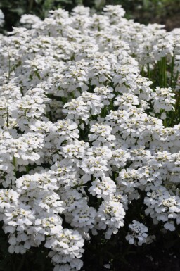 Iberis sempervirens 'Snowflake'