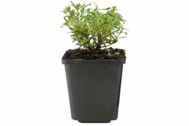 Ibéride toujours verte Iberis sempervirens 'Snowflake' 5-10 Pot 9x9 cm (P9)