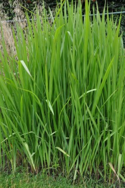 Impérate cylindrique Imperata cylindrica 5-10 Pot 9x9 cm (P9) Imperata cylindrica