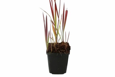 Impérate cylindrique Imperata cylindrica 'Red Baron' 5-10 Pot 9x9 cm (P9)