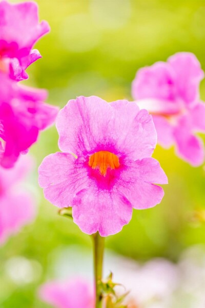 Incarvillée de Delavay Incarvillea delavayi 5-10 Pot 9x9 cm (P9) Incarvillea delavayi