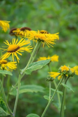Aunée à feuilles récurvées Inula ensifolia 5-10 Pot 9x9 cm (P9) Inula ensifolia