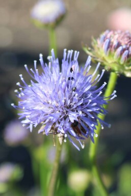 Jasione lisse Jasione laevis 'Blaulicht' 5-10 Pot 9x9 cm (P9)