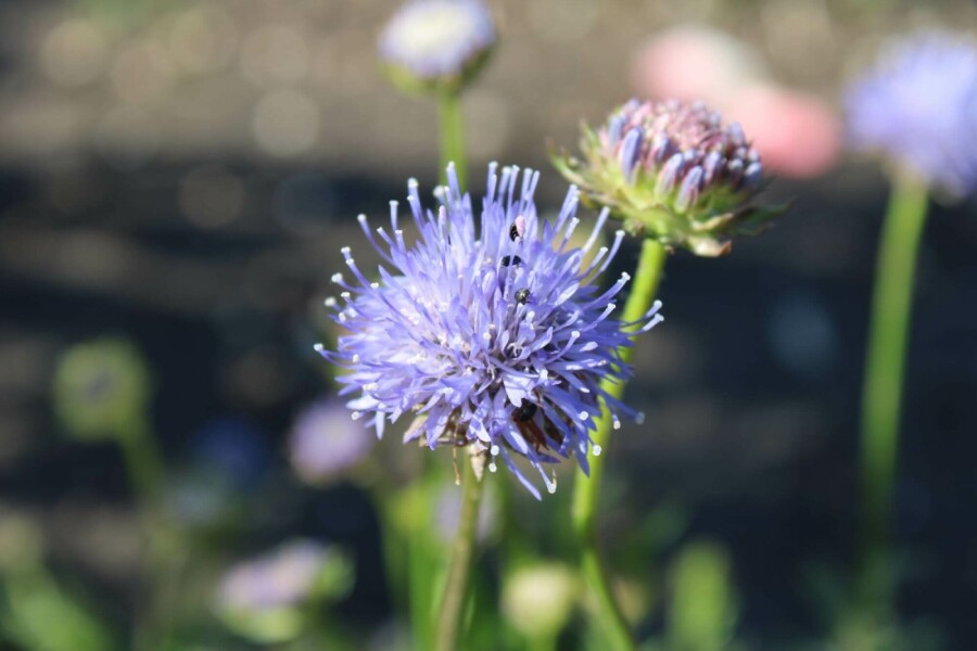 Jasione lisse Jasione laevis 'Blaulicht' 5-10 Pot 9x9 cm (P9) Jasione laevis 'Blaulicht'