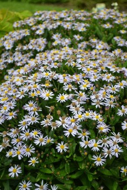 Kalimeris incisa 'Nana Blue'
