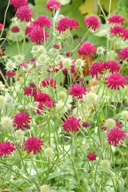 Petite scabieuse de Macédoine Knautia macedonica 5-10 Pot 9x9 cm (P9) Knautia macedonica