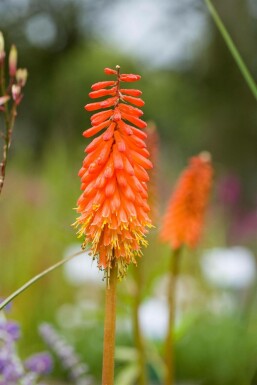 Kniphofie Kniphofia 'Alcazar' 5-10 Pot 9x9 cm (P9)