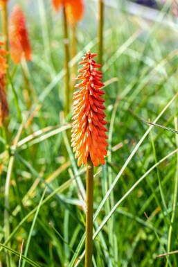 Kniphofie Kniphofia 'Alcazar' 5-10 Pot 9x9 cm (P9) Kniphofia 'Alcazar'