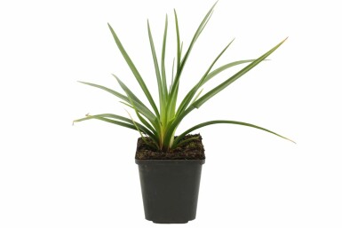 Kniphofia uvaire Kniphofia uvaria 'Royal Castle' 5-10 Pot 9x9 cm (P9) Kniphofia uvaria 'Royal Castle'