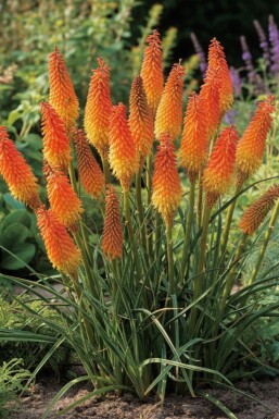 Kniphofia uvaire Kniphofia uvaria 'Royal Castle' 5-10 Pot 9x9 cm (P9) Kniphofia uvaria 'Royal Castle'