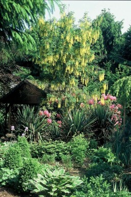 Aubour de Waterer Laburnum × watereri 'Vossii' Arbuste 100-125 Pot 12 l (C12)