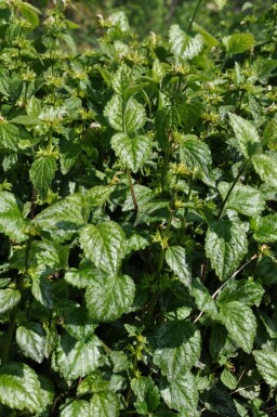 Lamier jaune Lamium galeobdolon 'Florentinum' 5-10 Pot 9x9 cm (P9) Lamium galeobdolon 'Florentinum'