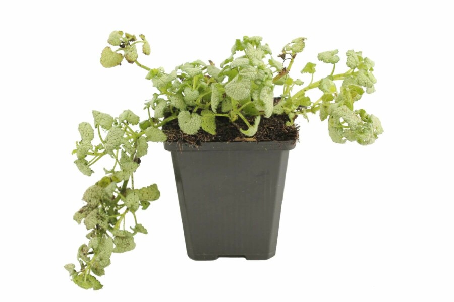 Lamier maculé Lamium maculatum 'White Nancy' 5-10 Pot 9x9 cm (P9) Lamium maculatum 'White Nancy'