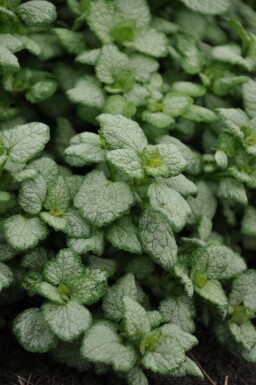 Lamier maculé Lamium maculatum 'White Nancy' 5-10 Pot 9x9 cm (P9)