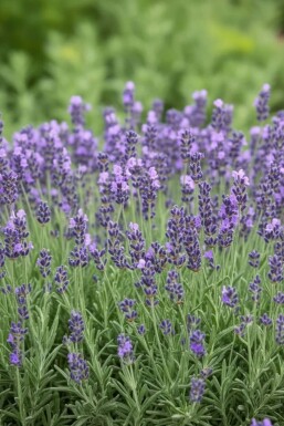 Lavande à feuilles étroites Lavandula angustifolia 'Dwarf Blue' 5-10 Pot 9x9 cm (P9) Lavandula angustifolia 'Dwarf Blue'