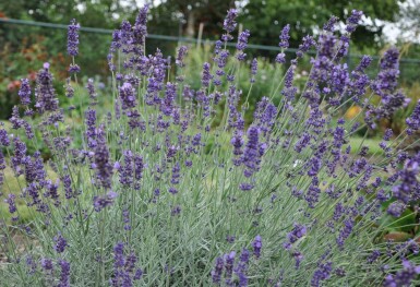 Lavande à feuilles étroites Lavandula angustifolia 'Hidcote' 5-10 Pot 9x9 cm (P9)