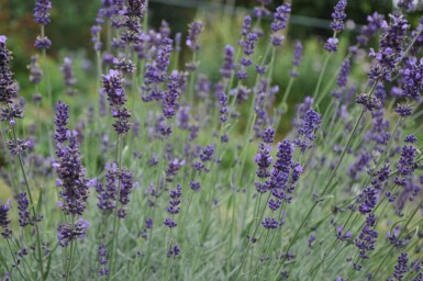 Lavande à feuilles étroites Lavandula angustifolia 'Hidcote' 5-10 Pot 9x9 cm (P9)