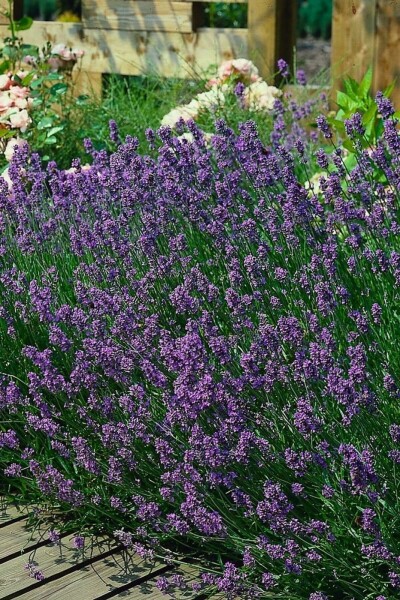 Lavande à feuilles étroites Lavandula angustifolia 'Munstead' 10-15 Pot 2 l (C2) Lavandula angustifolia 'Munstead'