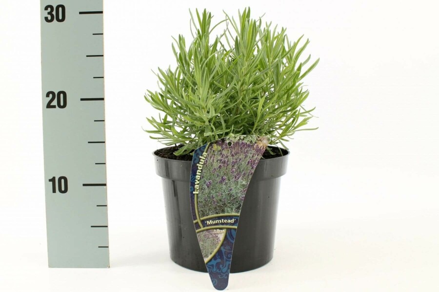 Lavande à feuilles étroites Lavandula angustifolia 'Munstead' 10-15 Pot 2 l (C2) Lavandula angustifolia 'Munstead'