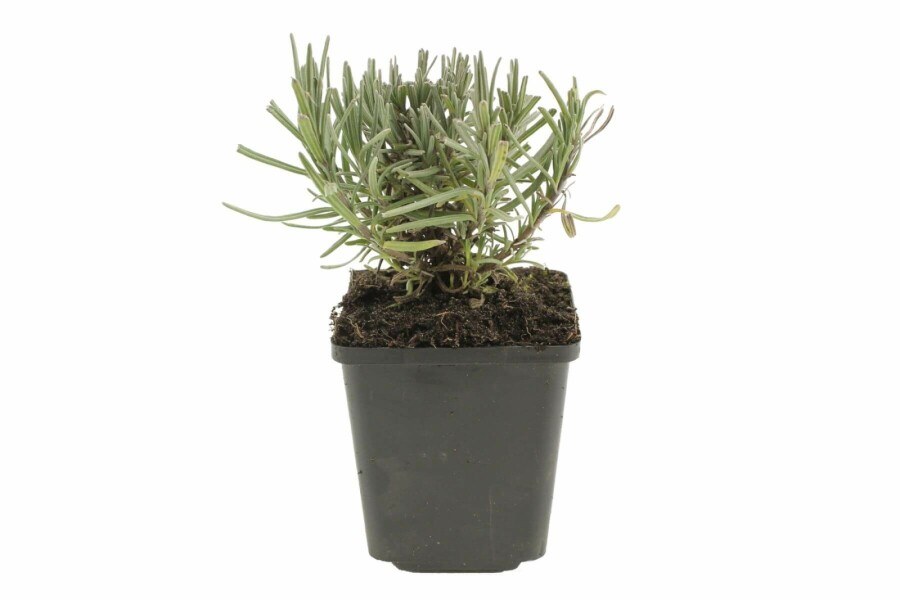 Lavande à feuilles étroites Lavandula angustifolia 'Munstead' 5-10 Pot 9x9 cm (P9) Lavandula angustifolia 'Munstead'