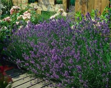 Lavande à feuilles étroites Lavandula angustifolia 'Munstead' 5-10 Pot 9x9 cm (P9) Lavandula angustifolia 'Munstead'