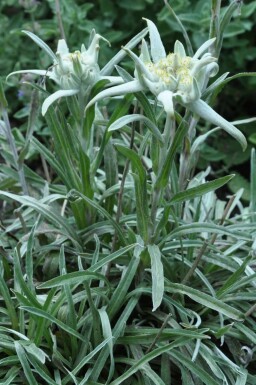 Édelweiss des Alpes Leontopodium alpinum 5-10 Pot 9x9 cm (P9)