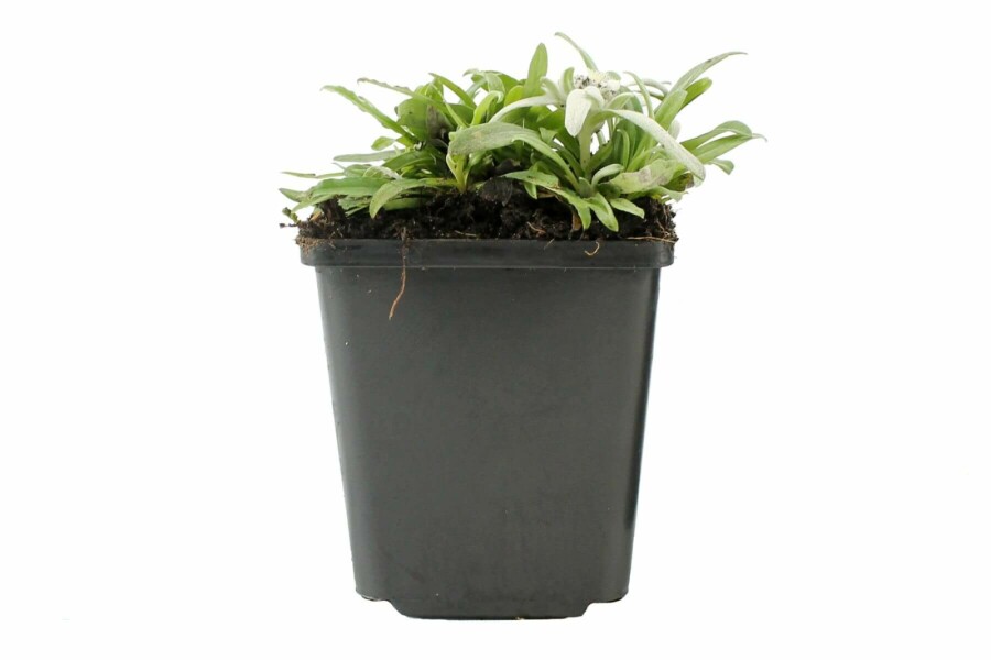Édelweiss des Alpes Leontopodium alpinum 5-10 Pot 9x9 cm (P9) Leontopodium alpinum
